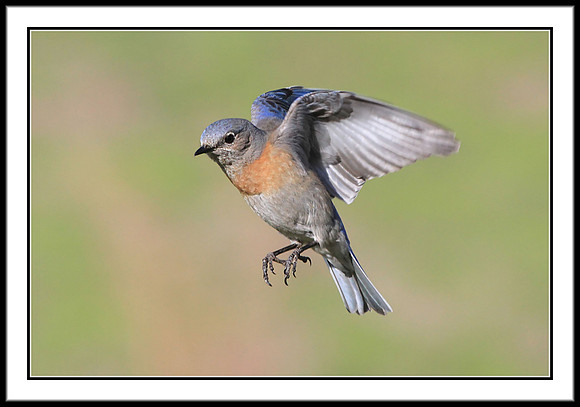 Western Bluebird