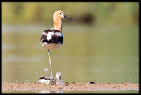 American Avocet Mom and Chick