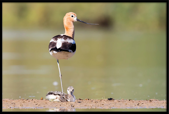 American Avocet Mom and Chick