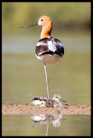 American Avocet Mom and Chick