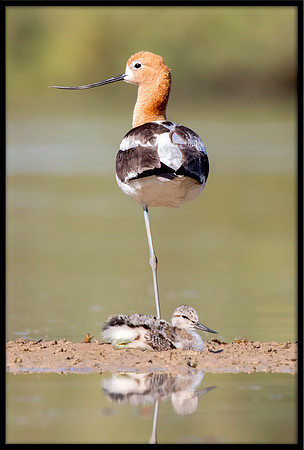 American Avocet Mom and Chick