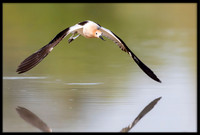 American Avocet