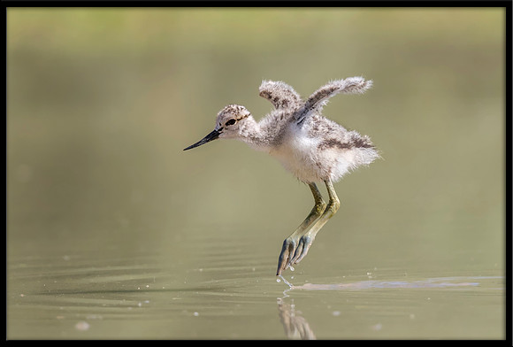 American Avocet Chick