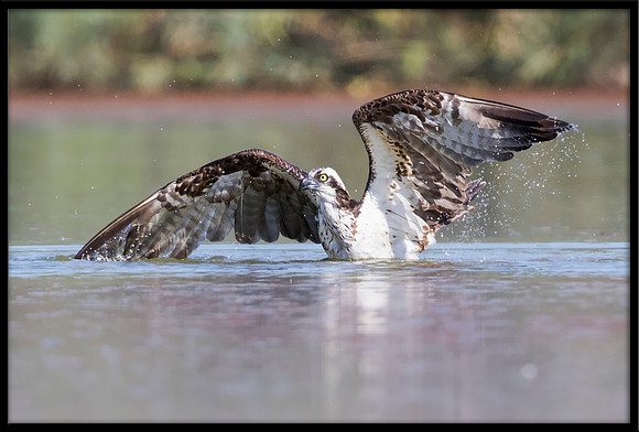Osprey