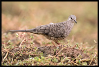 Inca Dove