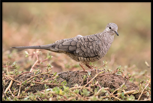 Inca Dove