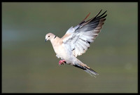 Doves