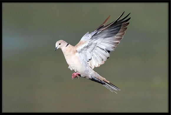 Eurasian Collared Dove