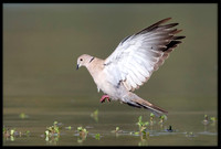 Eurasian Collared Dove