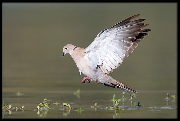 Eurasian Collared Dove