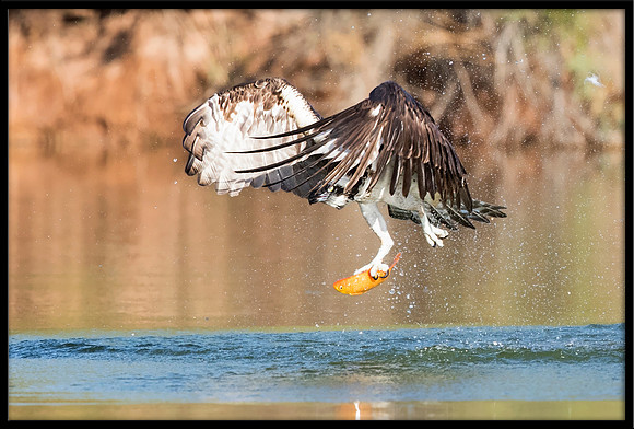 Osprey
