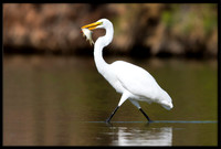 Great Egret