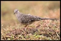 Inca Dove