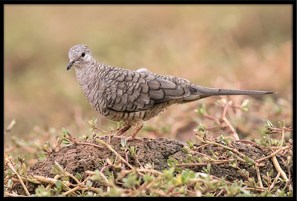 Inca Dove