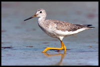 Greater Yellowlegs