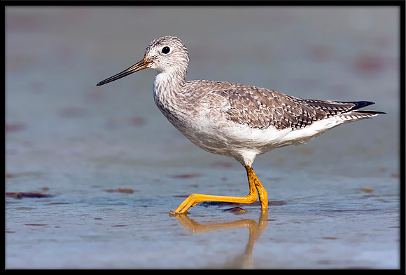 Greater Yellowlegs