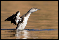 Red-throated Loon (non-breeding)