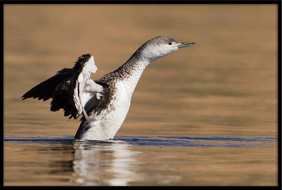 Red-throated Loon (non-breeding)