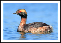 Horned Grebe