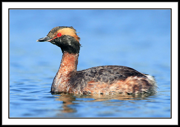 Horned Grebe