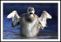 Pied-billed Grebe