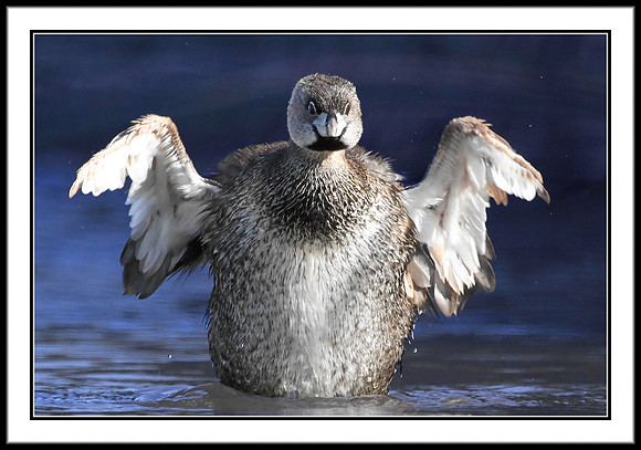 Pied-billed Grebe