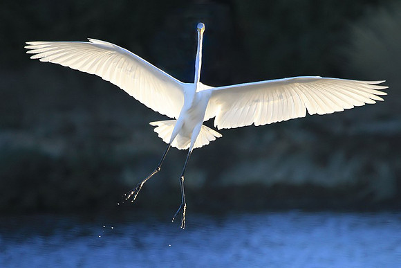 Great Egret