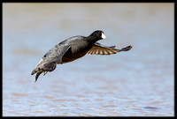 American Coot