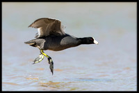 American Coot