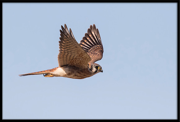 American Kestrel