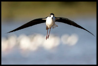 Black-necked Stilt