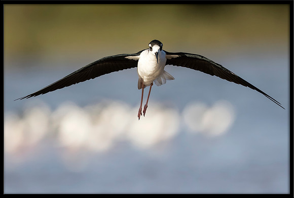 Black-necked Stilt
