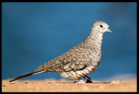Inca Doves