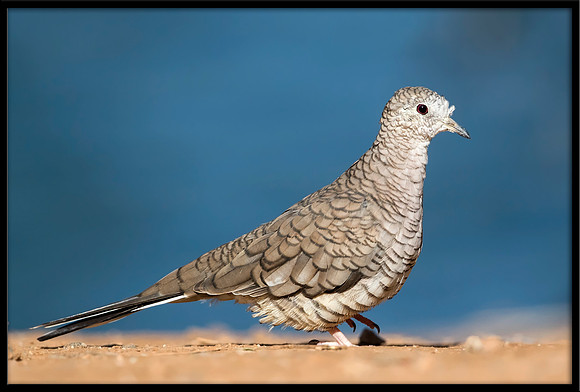 Inca Dove