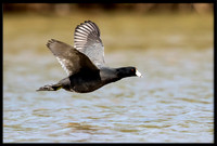 American Coot