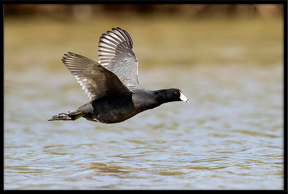 American Coot