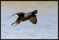 American Coot