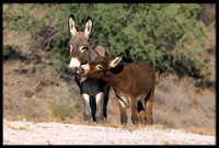 Wild Donkeys