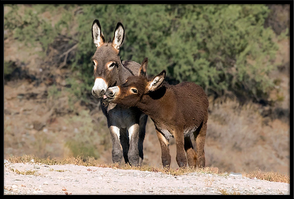 Wild Donkeys