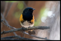 American Redstart