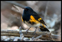 American Redstart