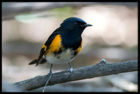 American Redstart