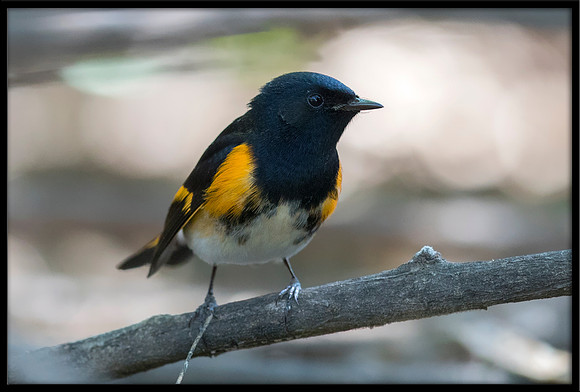 American Redstart