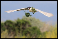 Black-crowned Night Heron with nesting material
