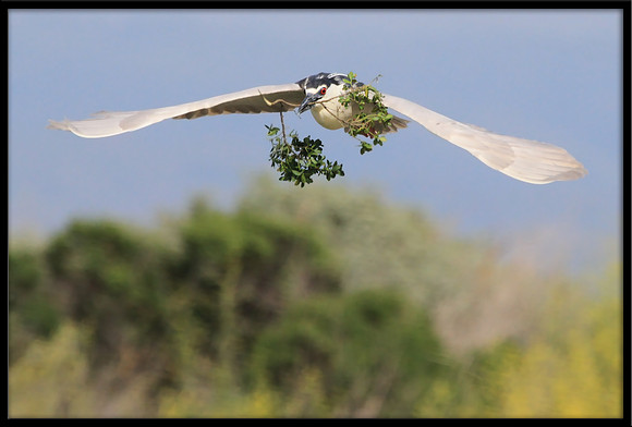 Black-crowned Night Heron with nesting material