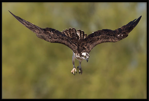 Osprey