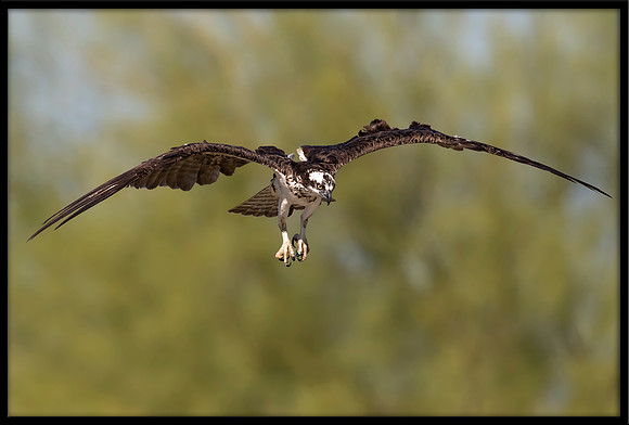 Osprey