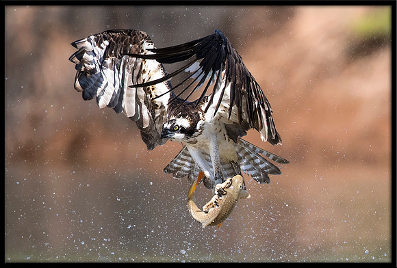 Osprey