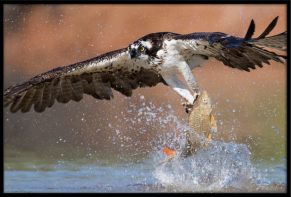 Osprey