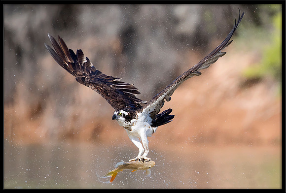 Osprey